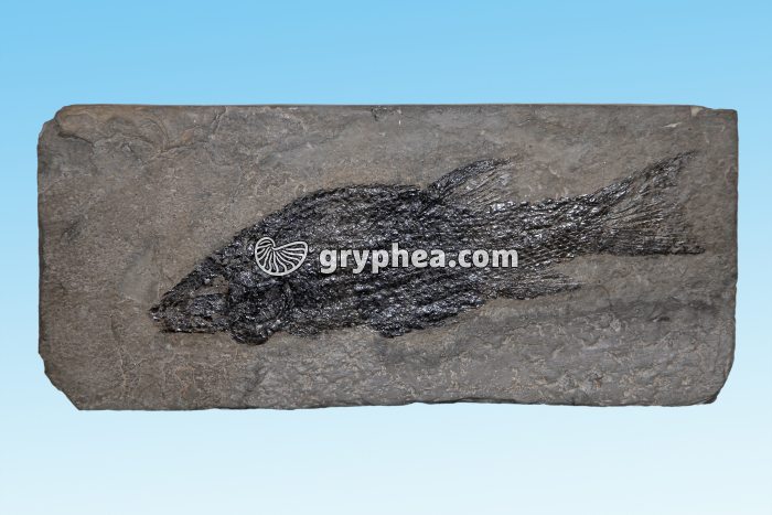 Poisson fossile (Semionotus agassizii, Jurassique, -210 Ma) - gryphea.org